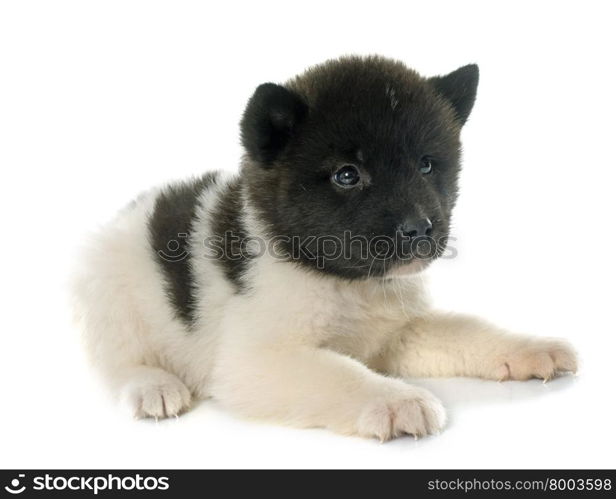 puppy american akita in front of white background