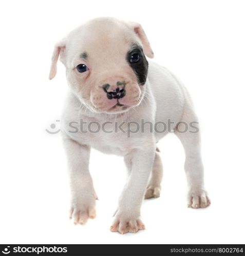 puppy american bulldog in front of white background
