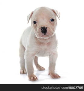 puppy american bulldog in front of white background