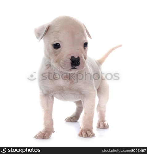 puppy american bulldog in front of white background