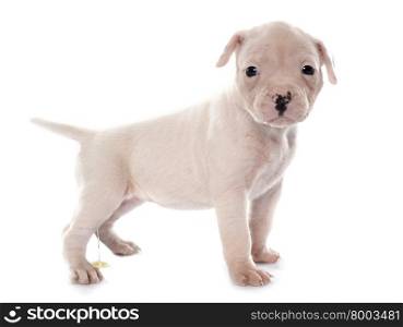 puppy american bulldog urinating in front of white background