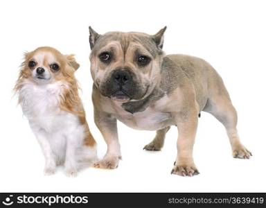 puppy american bully and chihuahua in front of white background