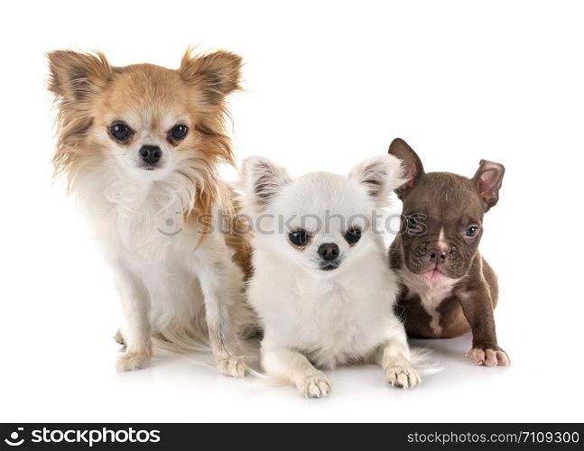 puppy american bully and chihuahuas, in front of white background