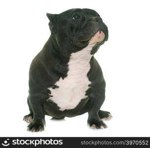 puppy american bully in front of white background