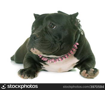 puppy american bully in front of white background