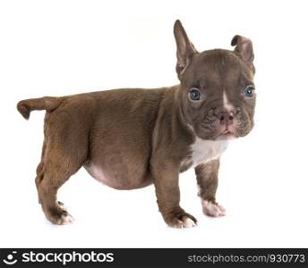 puppy american bully in front of white background