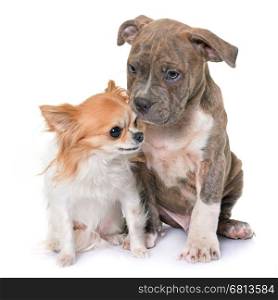 puppy american staffordshire terrier and chihuahua in front of white background