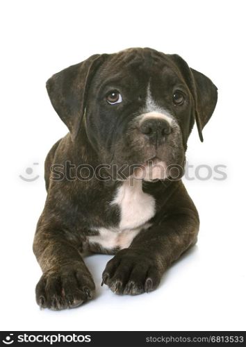 puppy american staffordshire terrier in front of white background