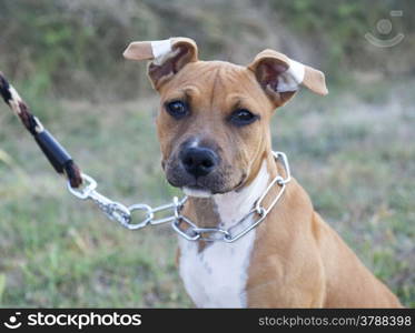 puppy american staffordshire terrier in the nature