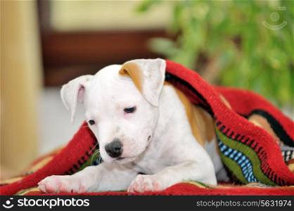 Puppy American Staffordshire Terrier playing