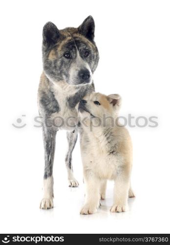 puppy and adult akita inu in front of white background