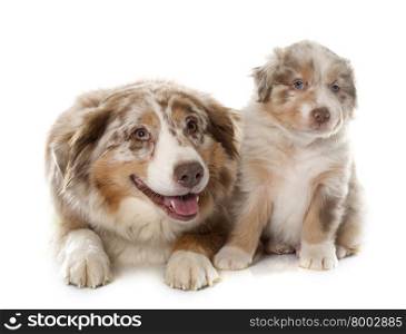 puppy and adult australian shepherd in front of white background