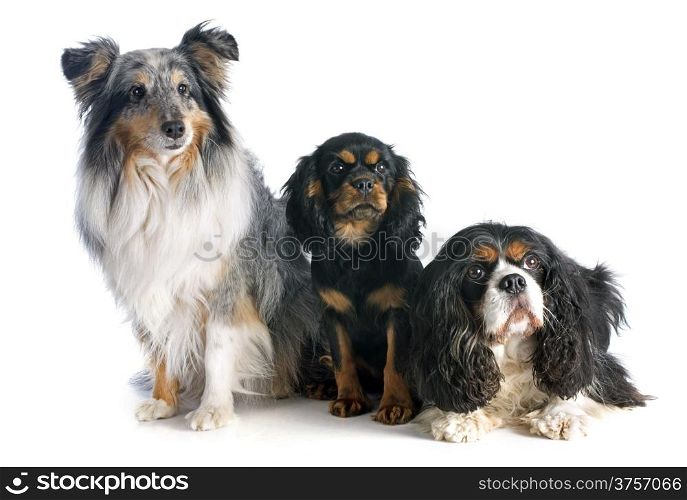 puppy and adult cavalier king charles, and shetland sheepdog in front of white background