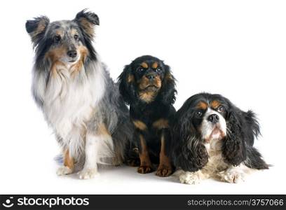puppy and adult cavalier king charles, and shetland sheepdog in front of white background