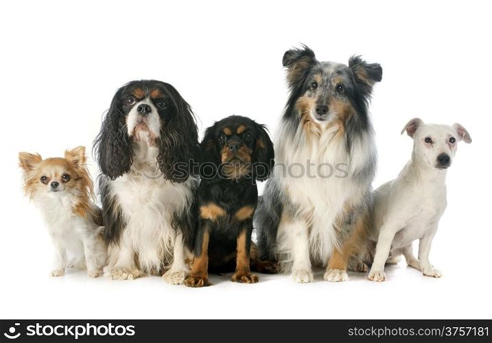 puppy and adult cavalier king charles, chihuahua, jack russel terrier and shetland sheepdog in front of white background