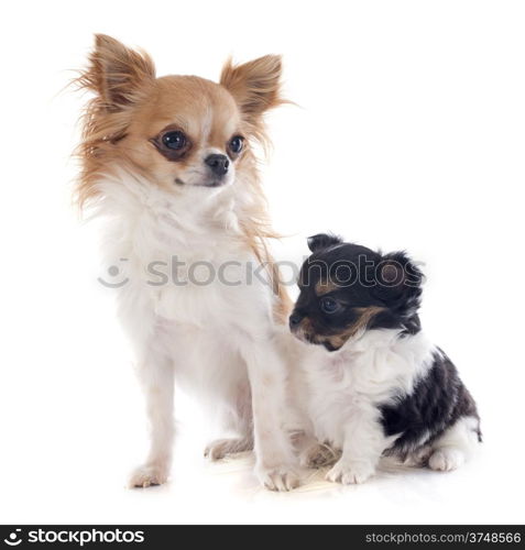 puppy and adult chihuahua in front of white background