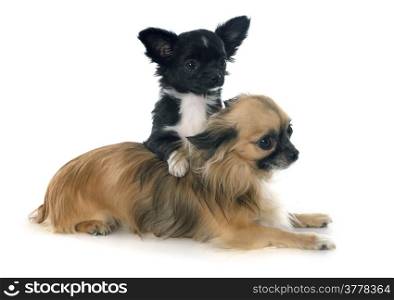 puppy and adult chihuahua in front of white background
