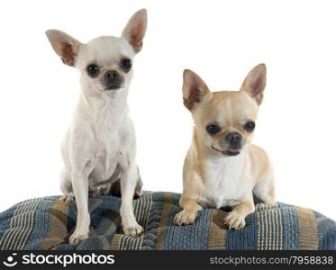 puppy and adult chihuahua in front of white background