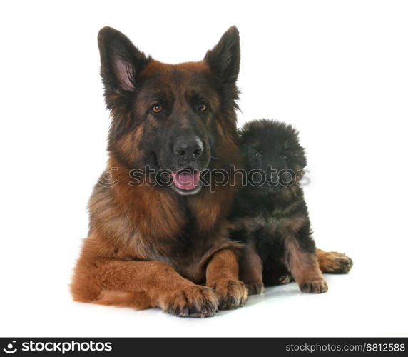 puppy and adult german shepherd in front of white background