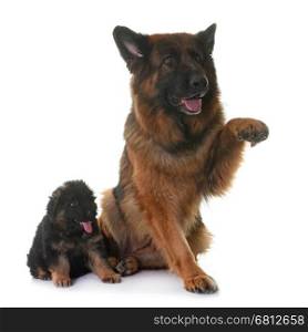 puppy and adult german shepherd in front of white background
