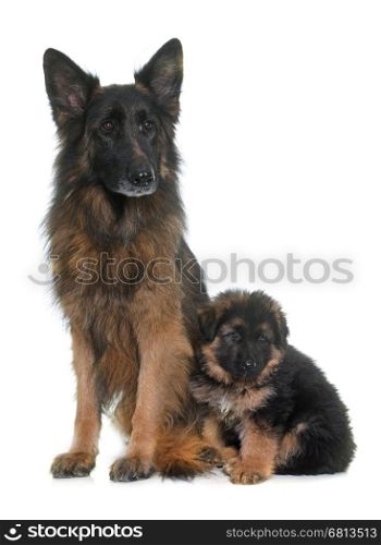puppy and adult german shepherd in front of white background