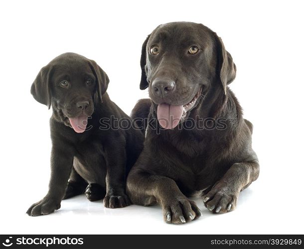 puppy and adult labrador retriever in front of white background