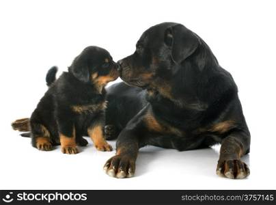 puppy and adult rottweiler in front of white background