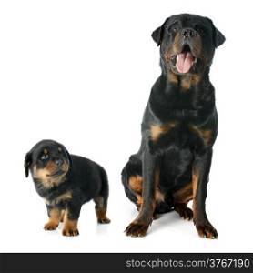 puppy and adult rottweiler in front of white background