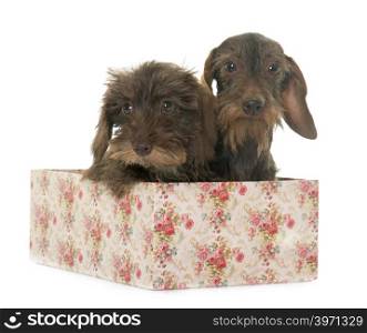 puppy and adult Wire haired dachshund in front of white background