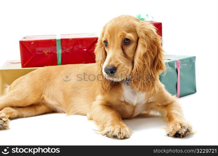 Puppy and Gifts