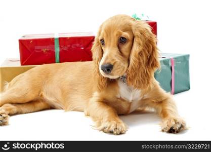 Puppy and Gifts