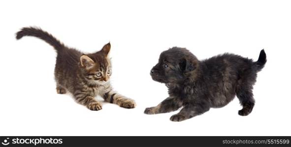 Puppy and kitten playing isolated on white background