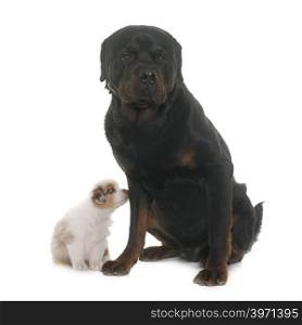 puppy australian shepherd and rottweiler in front of white background