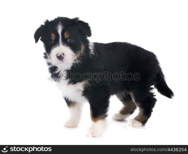 puppy australian shepherd in front of white background