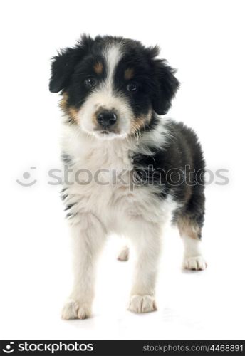puppy australian shepherd in front of white background