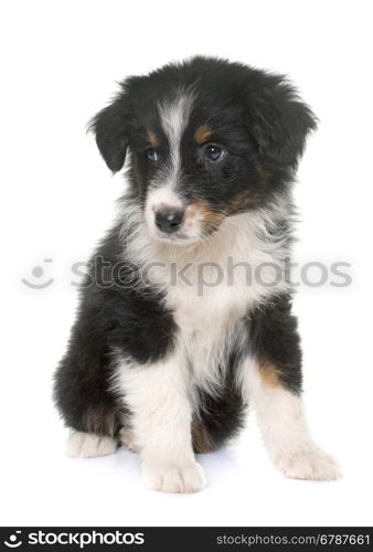 puppy australian shepherd in front of white background