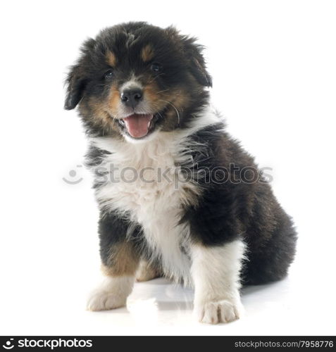 puppy australian shepherd in front of white background