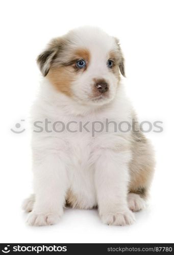 puppy australian shepherd in front of white background