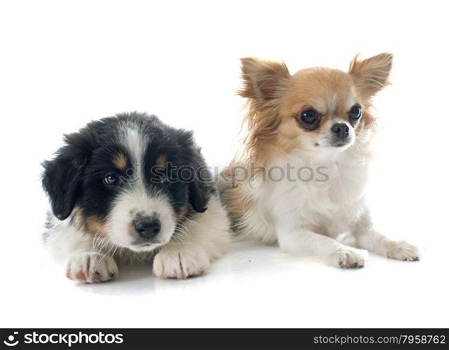 puppy australian shepherdand chihuahua in front of white background
