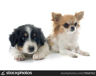 puppy australian shepherdand chihuahua in front of white background