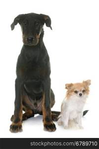 puppy beauceron dog and chihuahua in front of white background