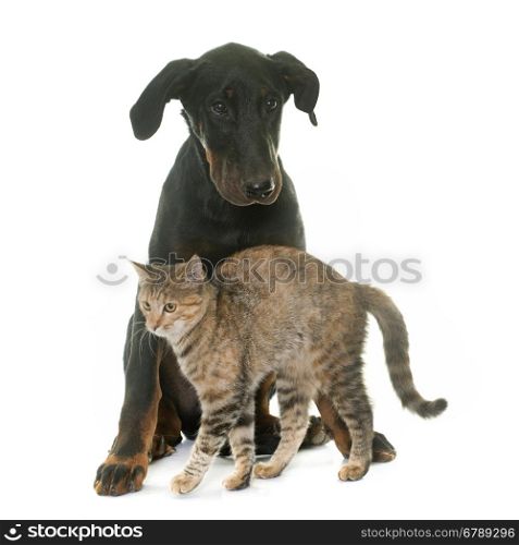 puppy beauceron dog and kitten in front of white background