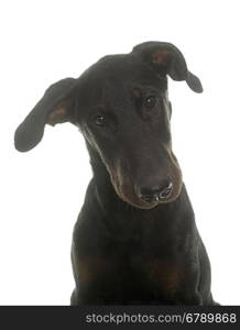 puppy beauceron dog in front of white background