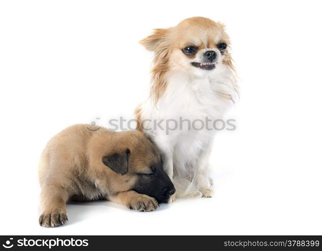 puppy belgian sheepdog malinois and chihuahua on a white background