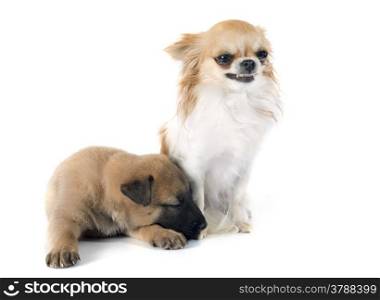 puppy belgian sheepdog malinois and chihuahua on a white background