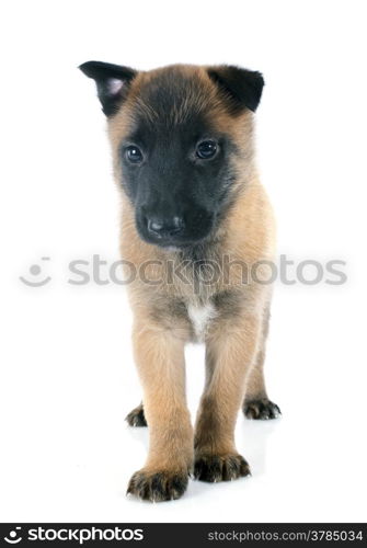 puppy belgian sheepdog malinois on a white background