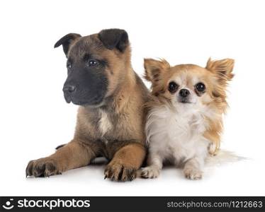 puppy belgian shepherd and chihuahua in front of white background