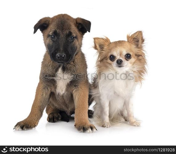 puppy belgian shepherd and chihuahua in front of white background
