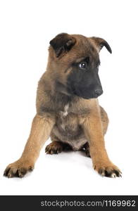 puppy belgian shepherd in front of white background