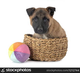 puppy belgian shepherd in front of white background